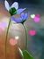 Dalisha...