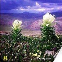 Элит Эгэл Биш