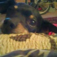 liltexas008gmail.com