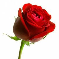 Shravyalraj Nagulapally