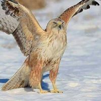 محمدعبدالله الخﻻيلى