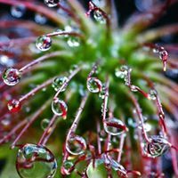 Chandra Mukhopadhyay