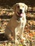 Graham