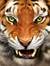 Tigress62