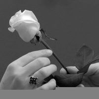 زهرة الأوركيدا