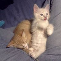 Tabitha Howard Carter