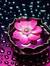 Alveena...