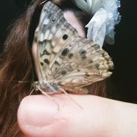 Rachel Bearsley