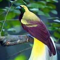 وسام الشاقي