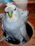 Birds B...