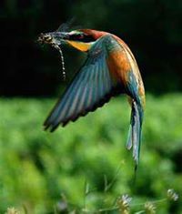 حسن عبدالقادر