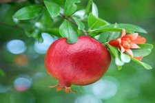 Pomegranate
