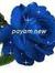 Payam New