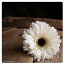 سوسي العتيبي