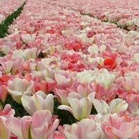 القانون حسين