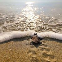 Veronica Ayanegui-Arnett