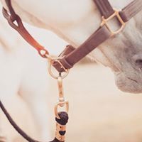 سوسہ'ﮪ معتز