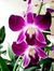 Orchid ...
