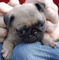Larry Pugg