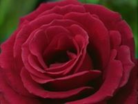 عبدالعزيز العمران