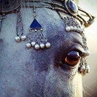 سلسبيل غانم