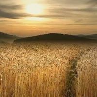 محمد السويهري