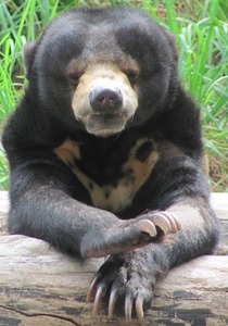 Bear