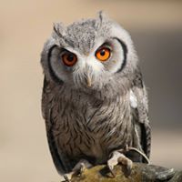 আব্দুল্লাহ আল