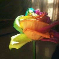 صمت الواثقين