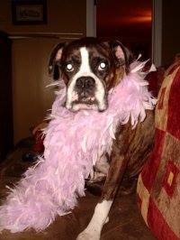 stephanie zakrzewski