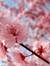 Nippon