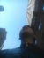 Filippy