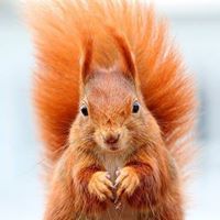 حدائق الكلمات