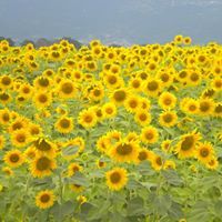 μαργαριτα βαρδατσικου