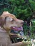 Talia