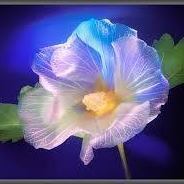 Йоанна Николова