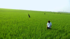 Tử Dương