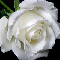 Judith McDowell Sutter