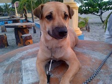 Riza