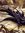 Shadowhunter-1234 | 5 comments