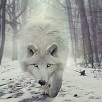 ابراهيم الموسوي