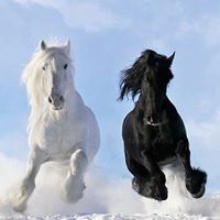 Тонка Гайдарова