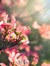 Abbor_33