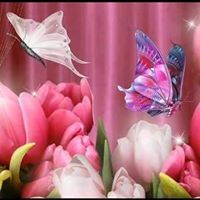 שיראז גבריאלה