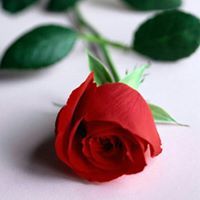 تاليه القرآن