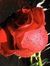 Ashraf ...
