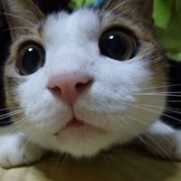 عمر البحيرى