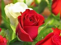 Marwa Helmy