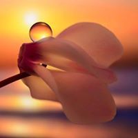 সৈয়দ রাইয়ান