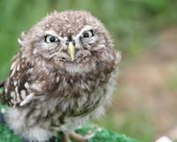 Merlin Monad
